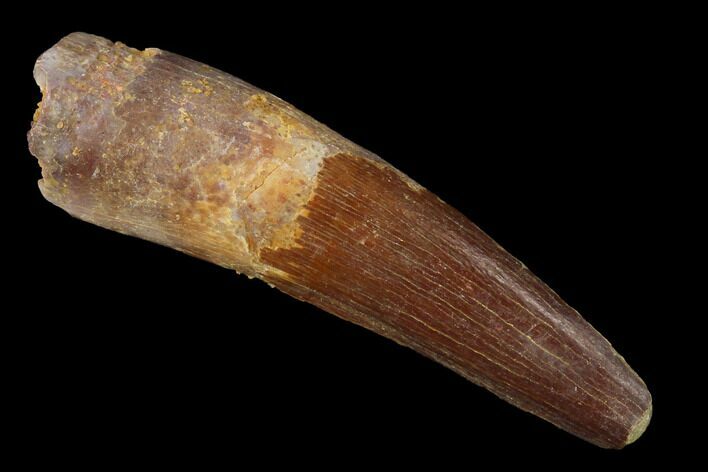 Spinosaurus Tooth - Partial Root #169578